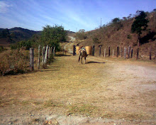 BOM JARDIM - MG