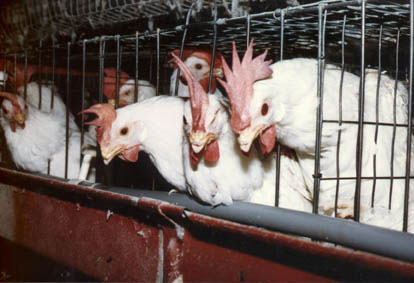 chicken12.jpg