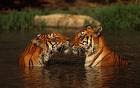 Watershed Week for Tigers