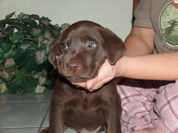 SOLD CHOCOLATE LAB PUPPY