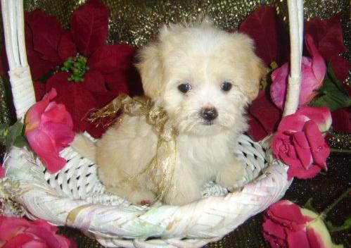 SOLD MALTIPOO PUPPY JACK
