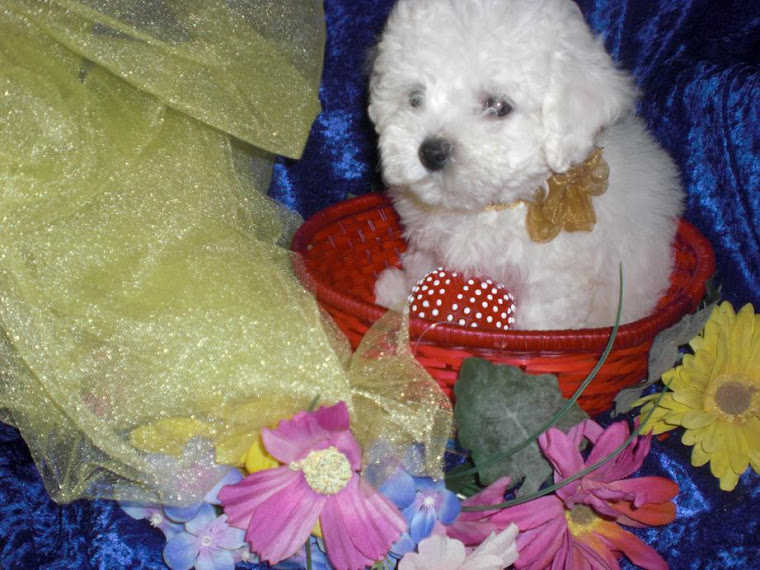 SOLD BICHON FRISE FEMALE GOLD