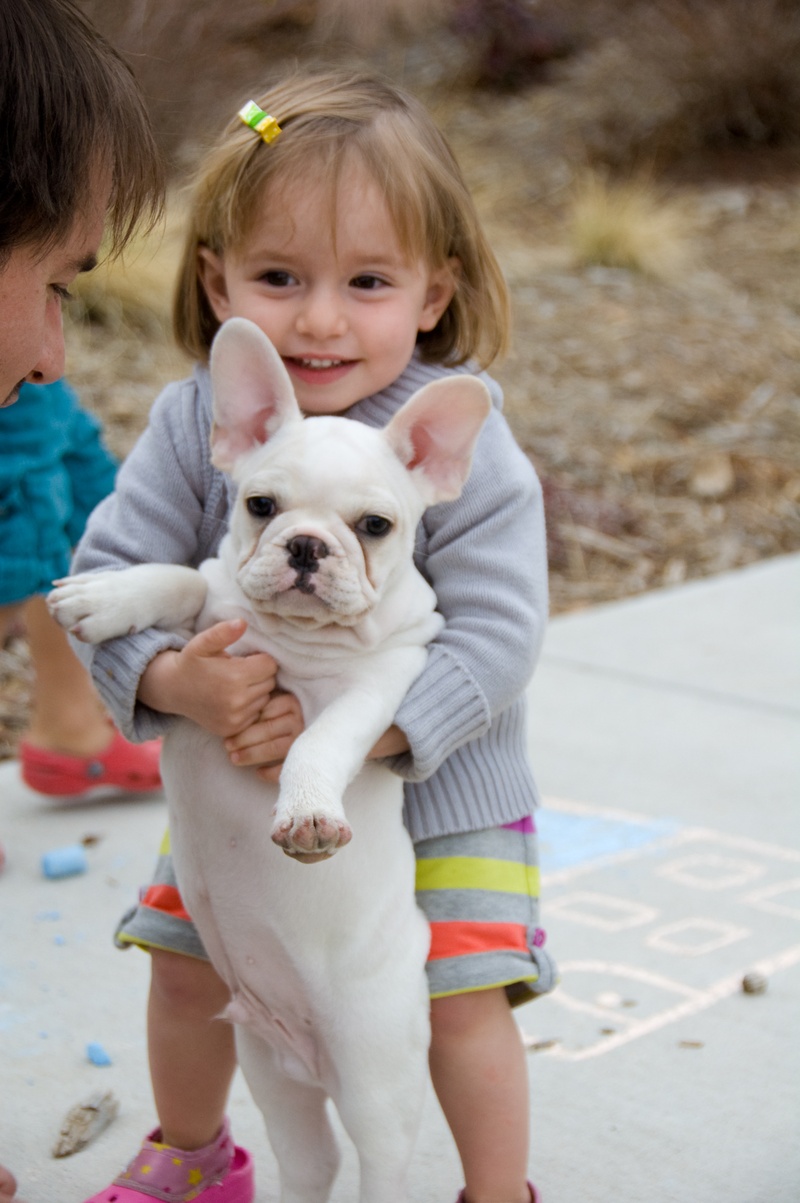 French Bulldog Puppies and their interaction with your child!! Pet