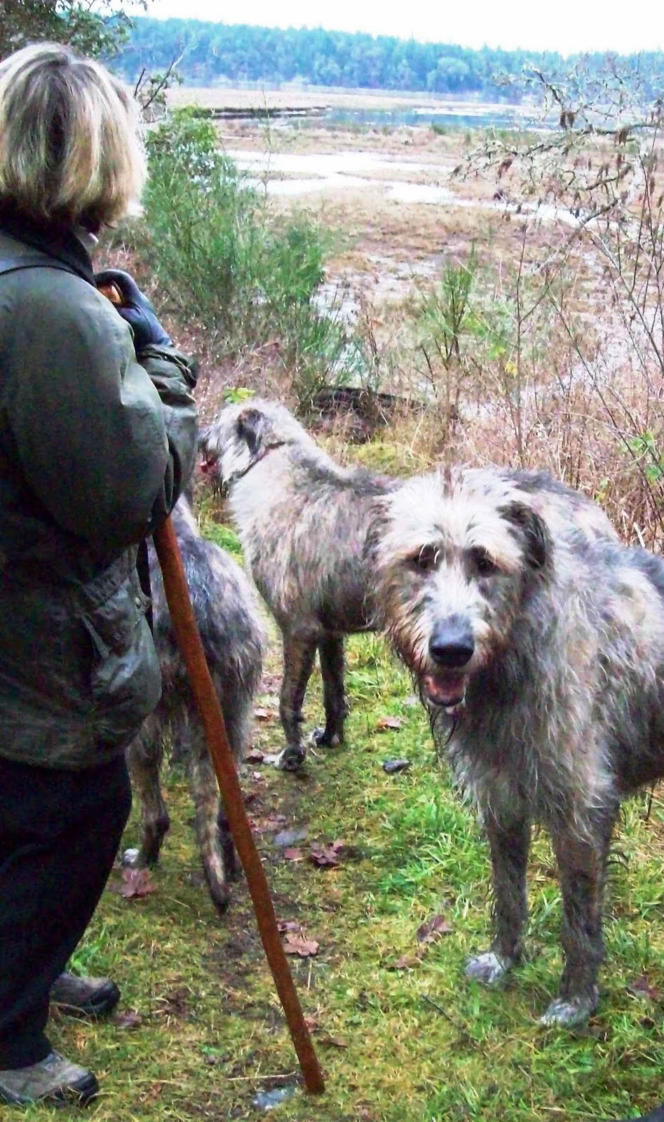 [wolfhounds+at+the+estuary.jpg]