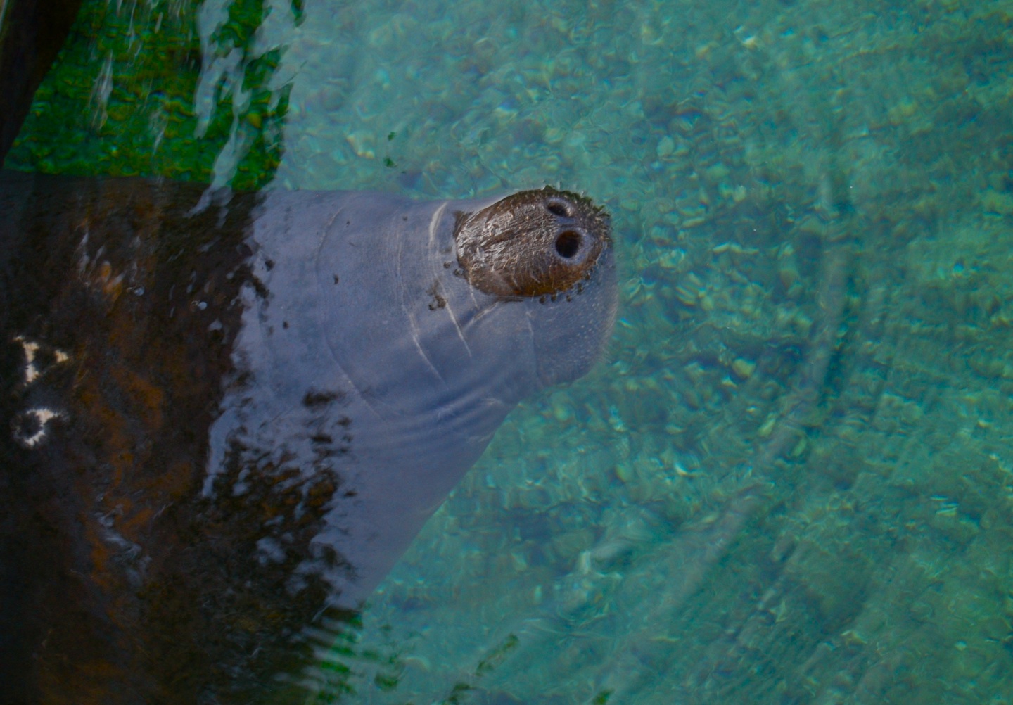 The Eighth Dimension Manatees at Blue Springs State Park, Florida (Photos)