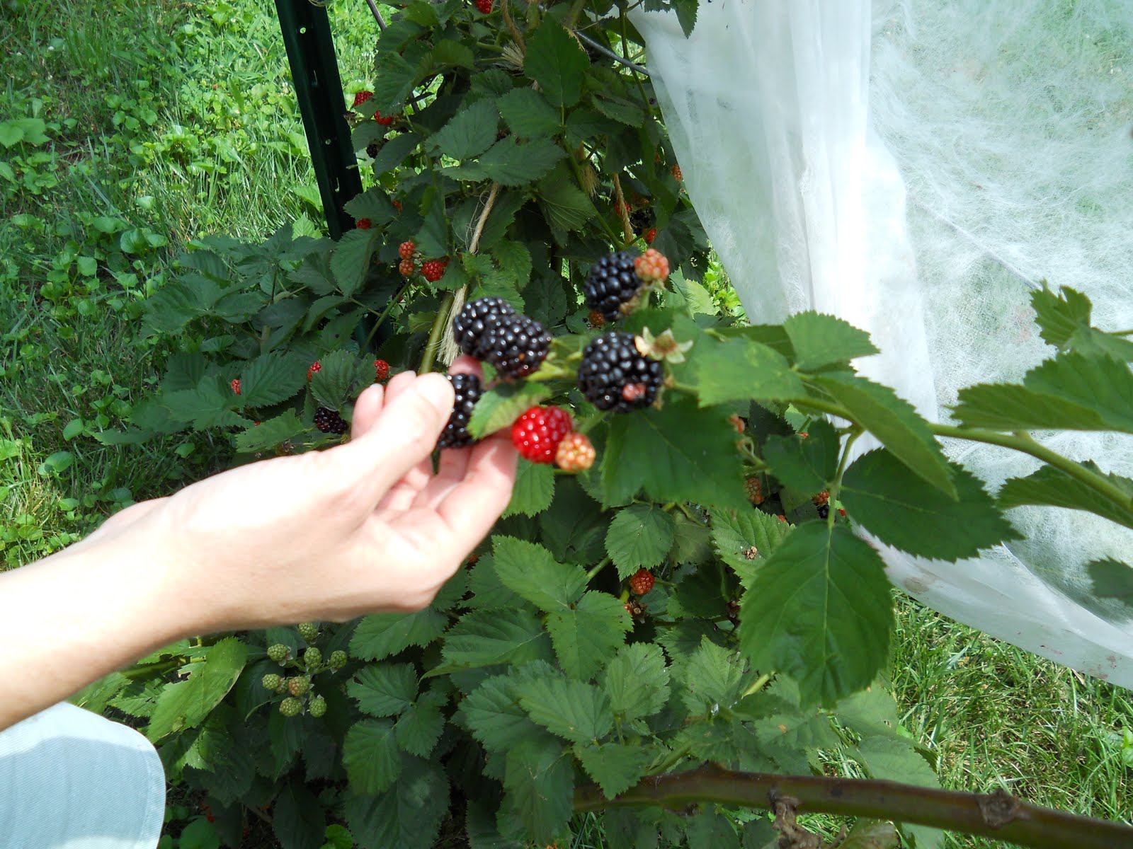 Plants to Plant Blackberries!