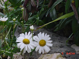 Mi flor preferida