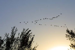 geese flying south fly formation park north why berry quotes gratitude letting wendell psalm hands times quotesgram sporting outdoors tag