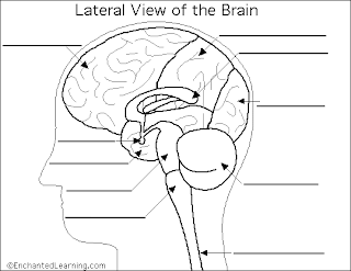 Exploring the Human Brain: How you will be graded (Assessment)