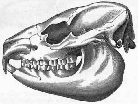 [Fig-416-Skull-of-Hyrax-After-Cuvier.jpg]