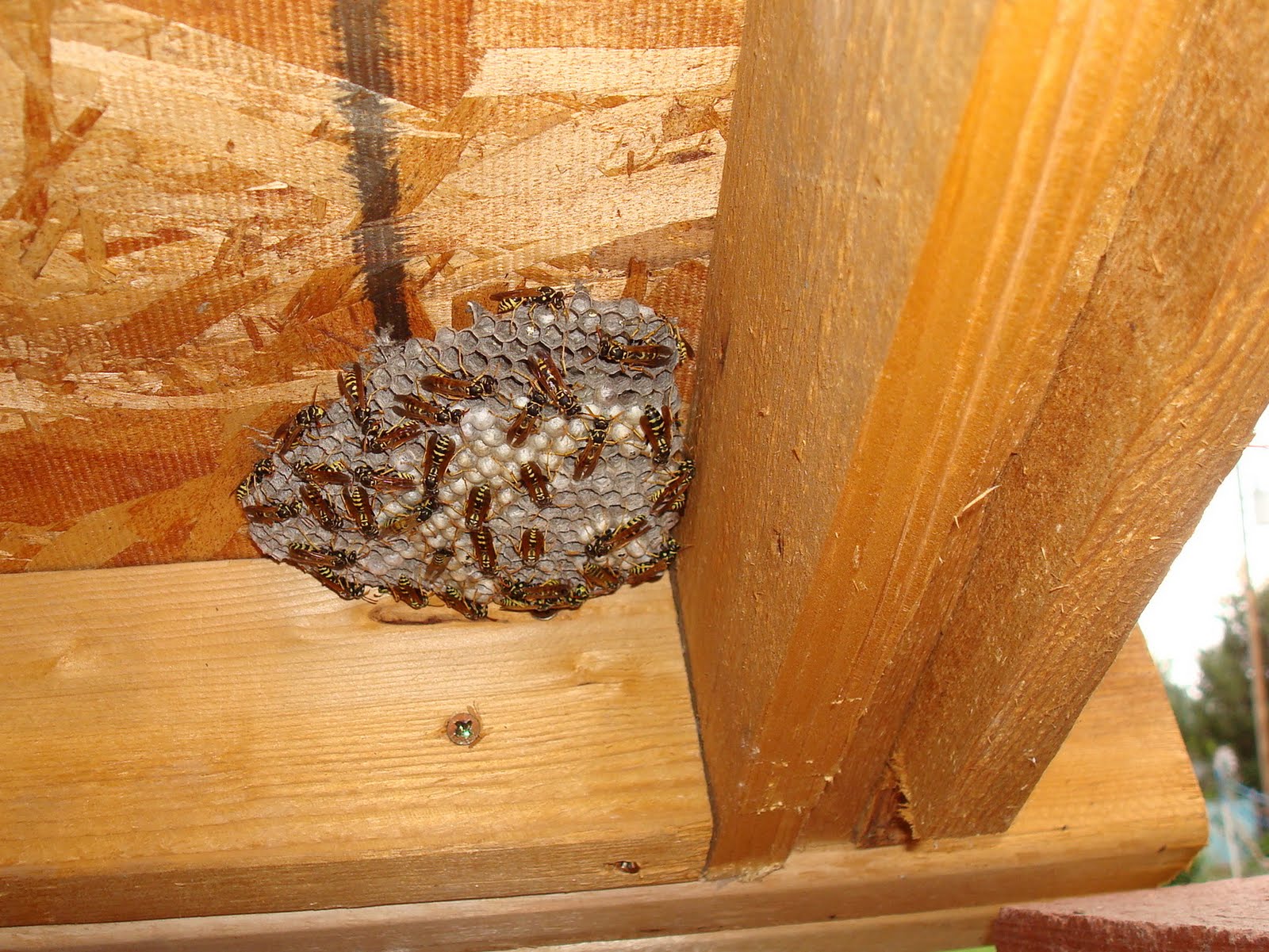 Calico Road: The mother of all wasp nests