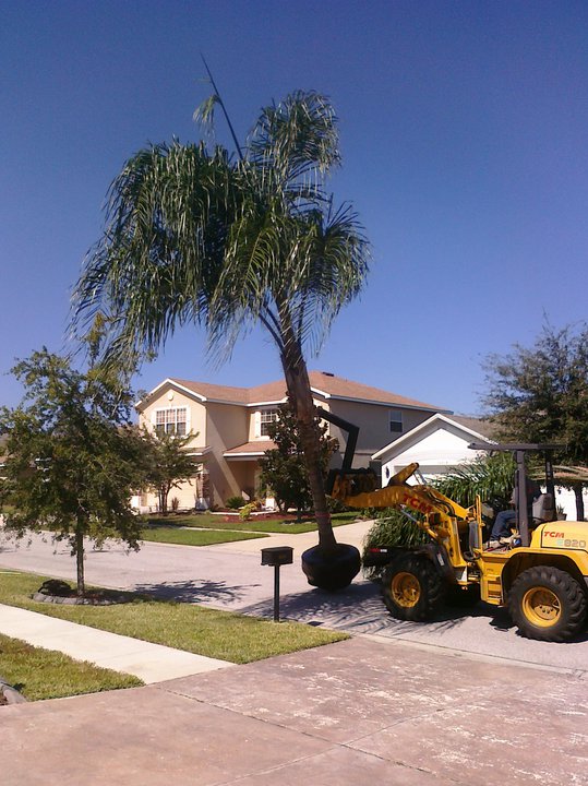 Tampa Bay Landscaper Palm Tree Removal Wholesale Palm Trees