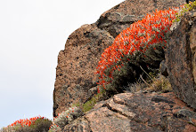 Chilean Firebush