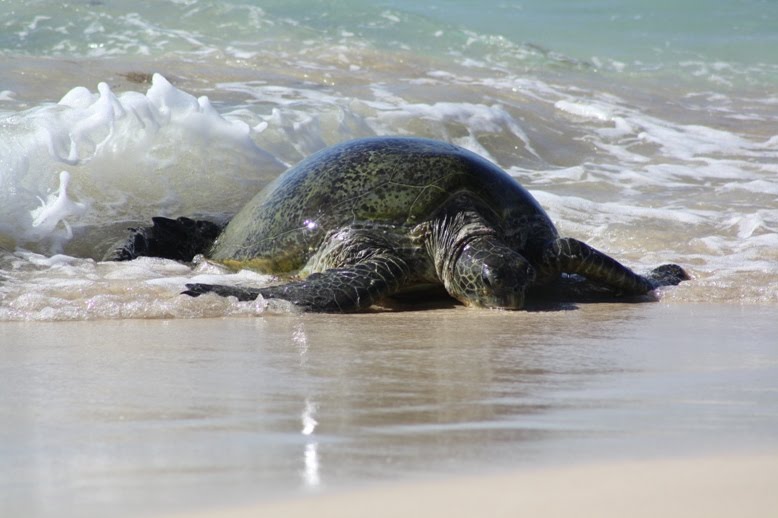 Waring Farthings: Photos of Ningaloo Reef and Mesa Camp Cape Range ...