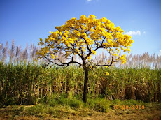 Árvore: Símbolo do Brasil