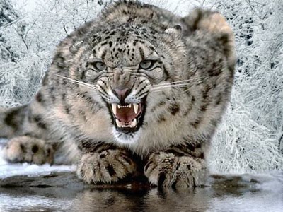 [Snow_leopard.jpg]