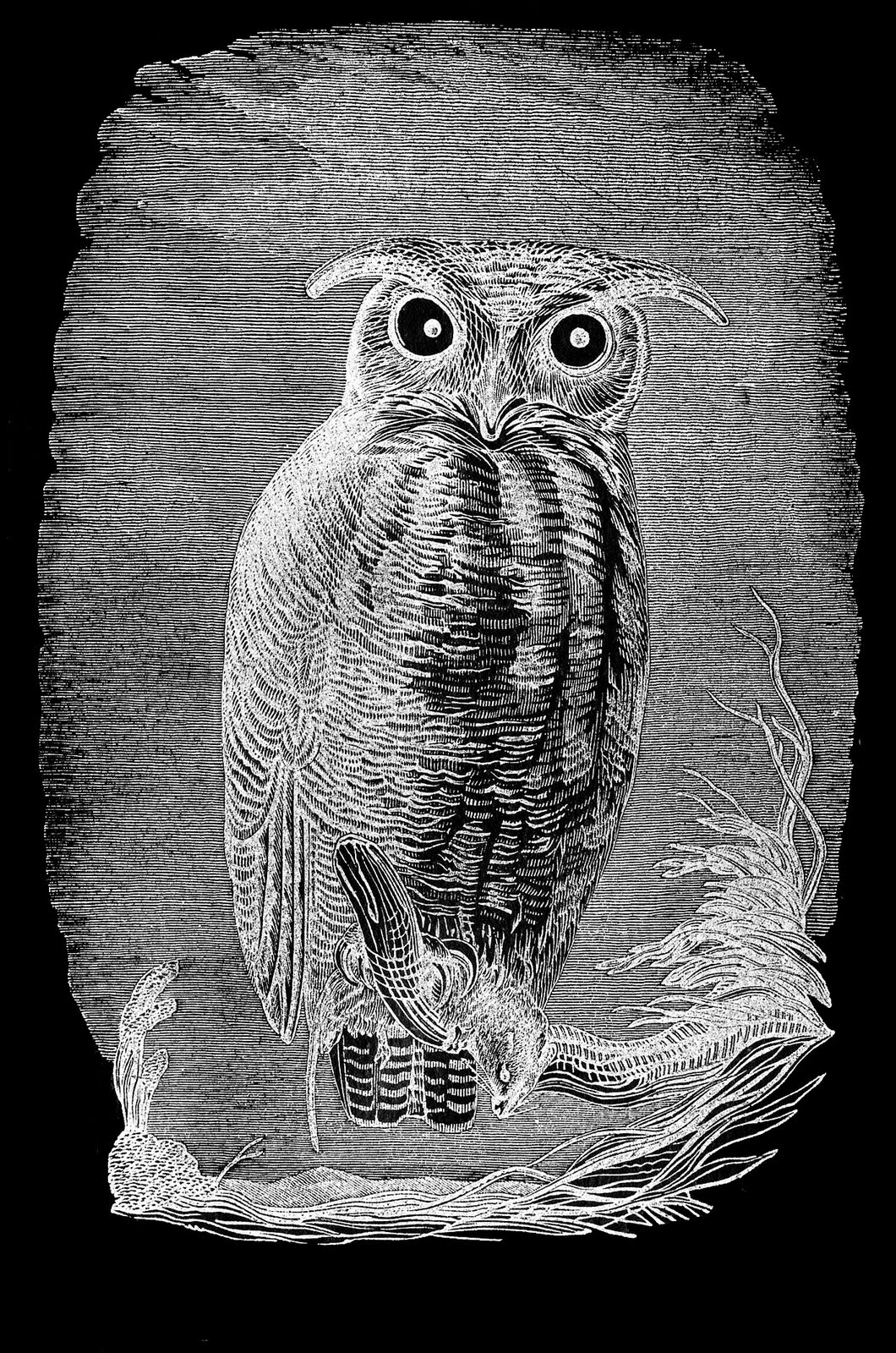 clipart vintage owl - photo #19