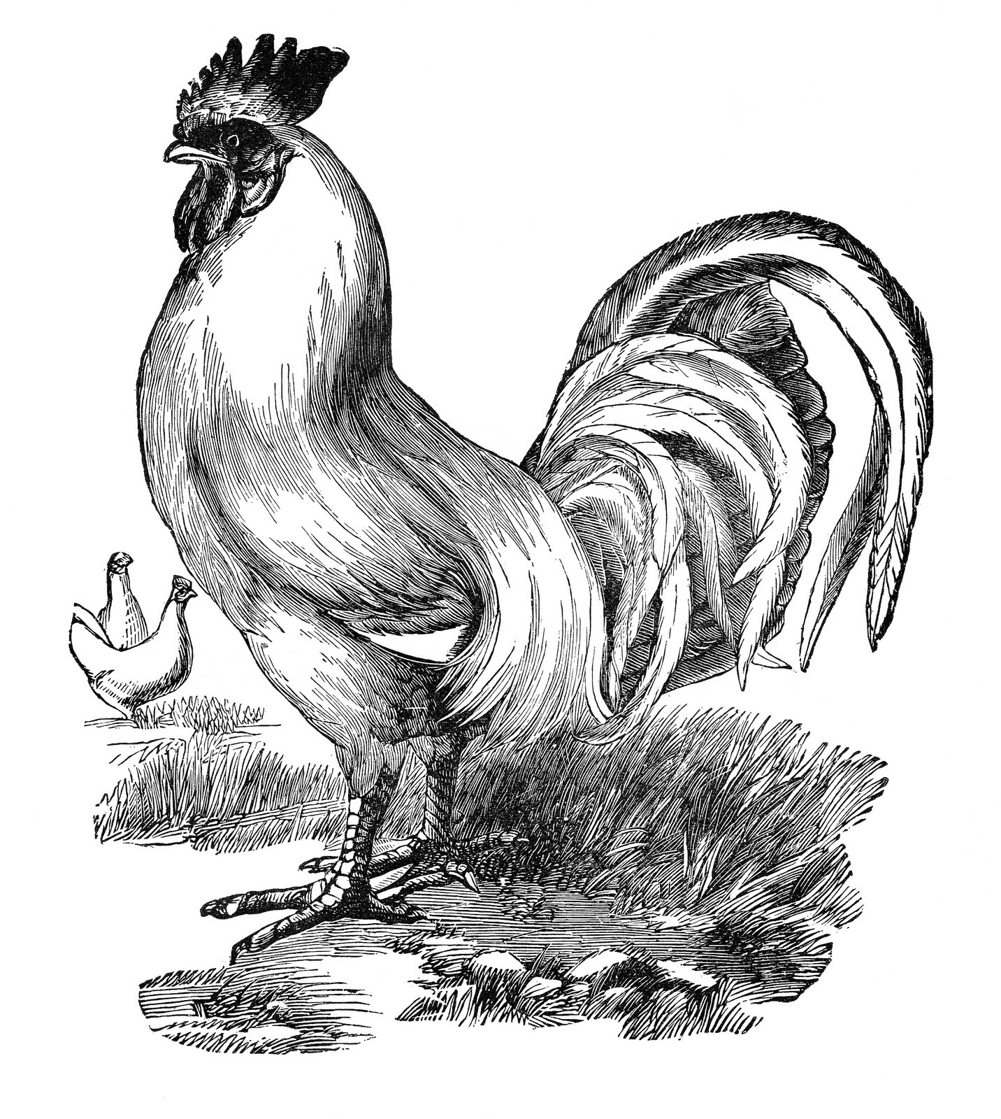 rooster clipart black and white - photo #39