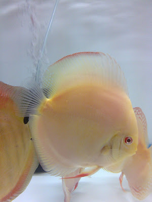 Discus