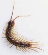newfoundland bugs centipede centipedes november