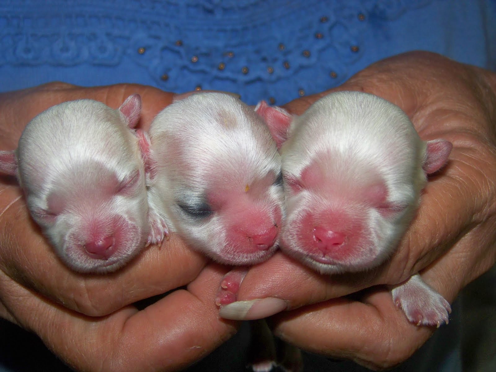 Target Dog Breed Dog Training Home Dog Types