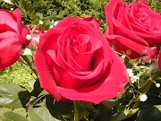 Terpopuler 32+ Download Foto Bunga Mawar