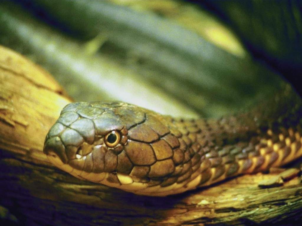 gambar hewan - foto ular