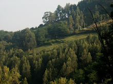 LA BELLEZA DEL VERDE