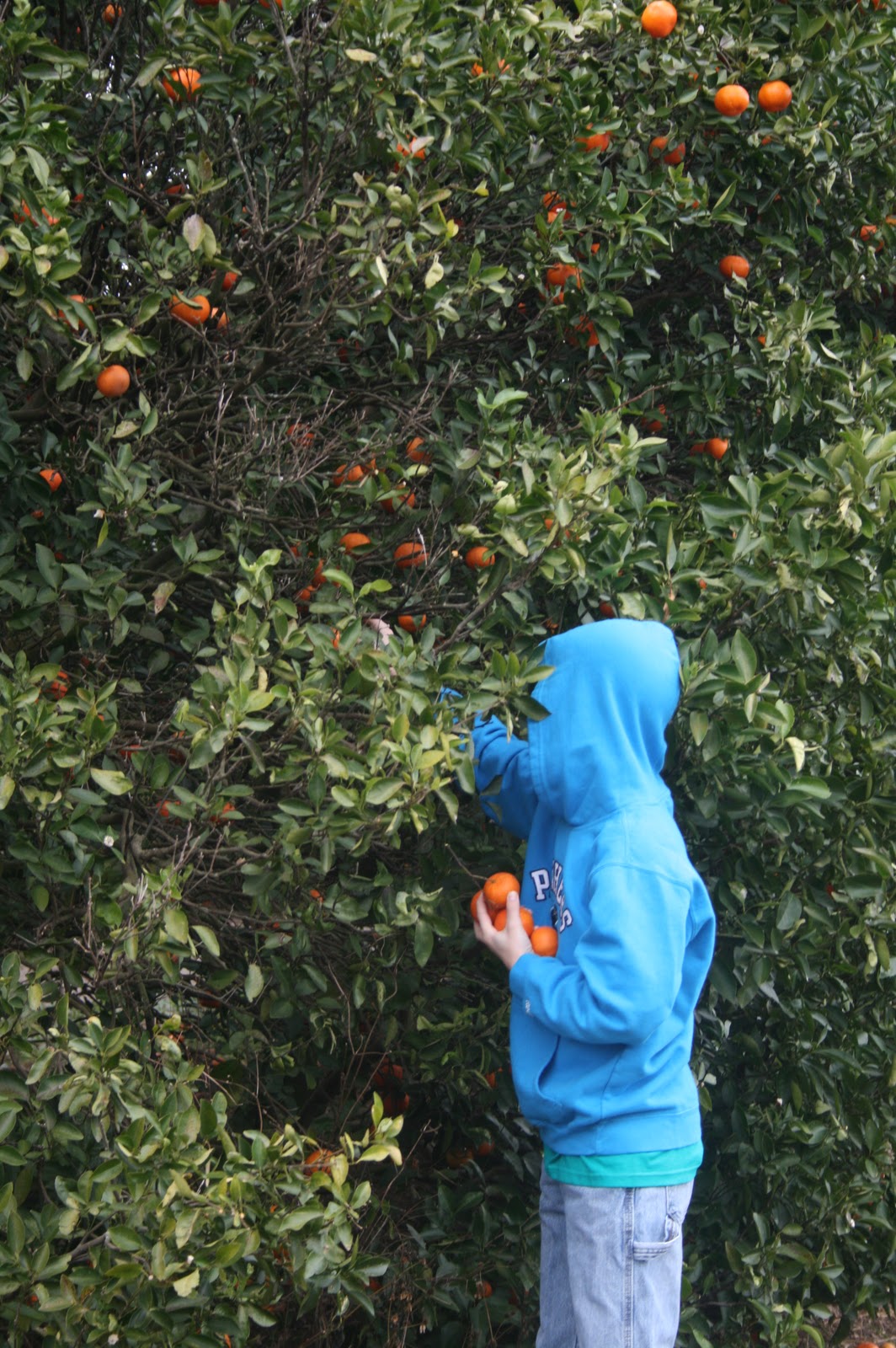 Adventures In Homeschooling Picking Oranges
