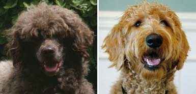 [Doggies_464234a.jpg]