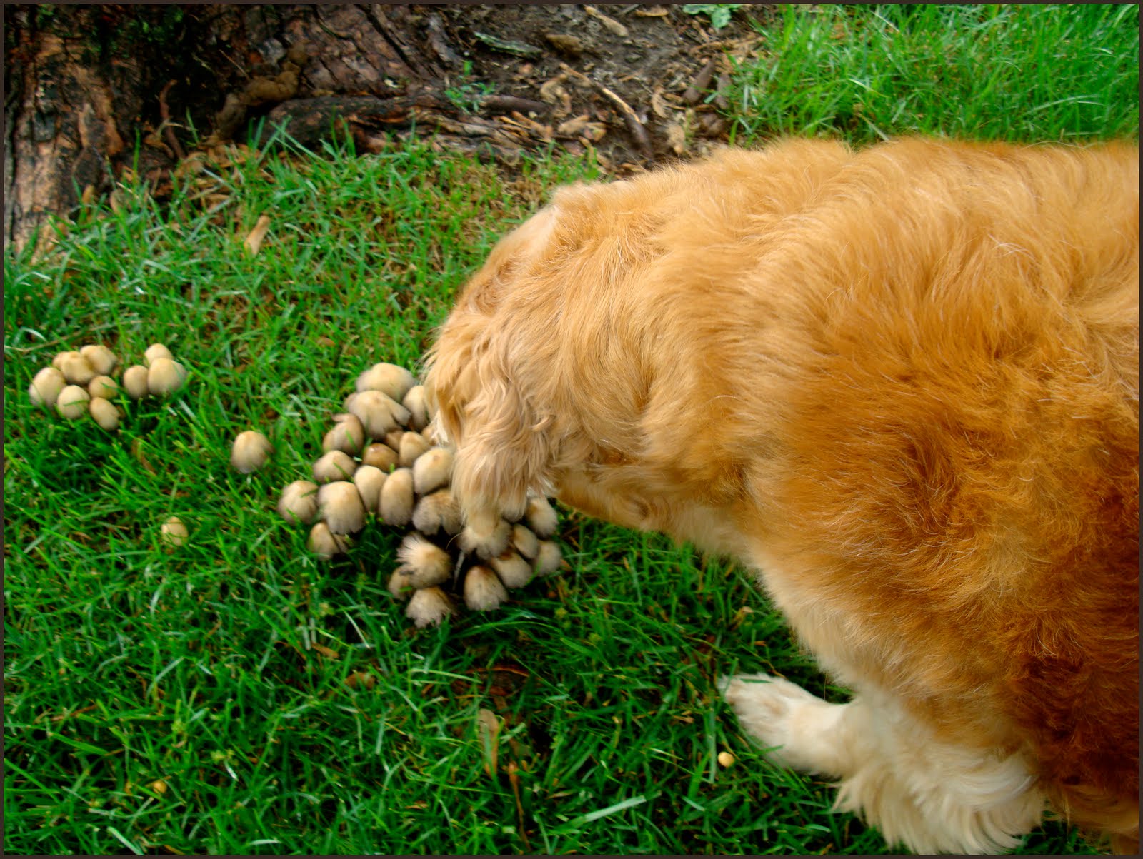 Is Dog Poop Good Garden Fertilizer Is Dog Poop Good Garden Fertilizer