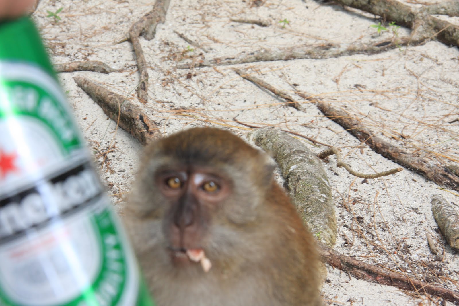 Nyt Reveals The Unexpected Beer Habits Of Monkeys - n9pjcru