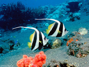 Underwater Creatures Wallpapers 02 Images, Picture, Photos, Wallpapers