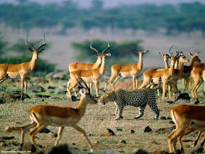 Leopard Among Impalas, Kenya Images, Picture, Photos, Wallpapers