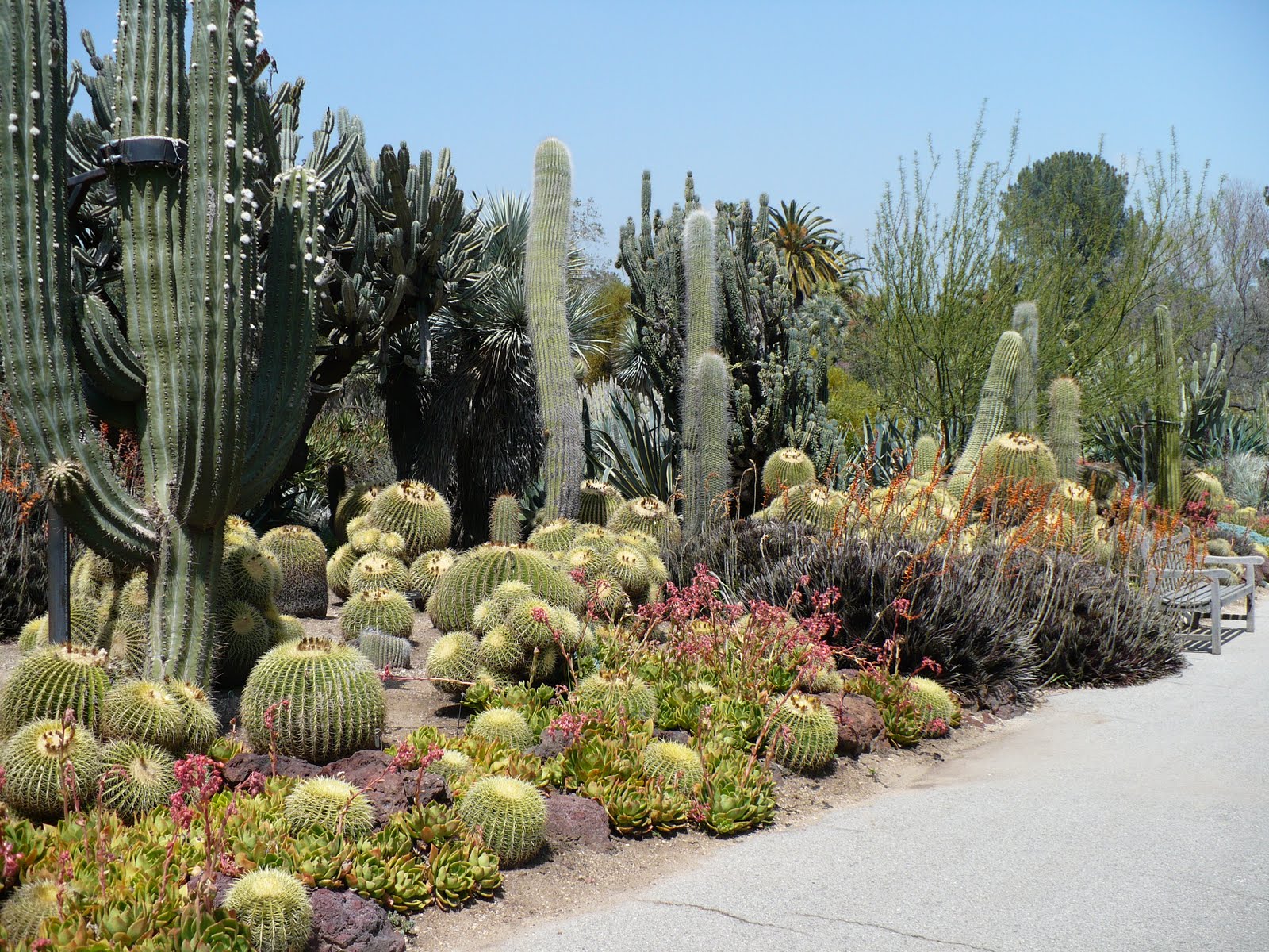 Lois Miller's Greenspeak Huntington Cacti Garden