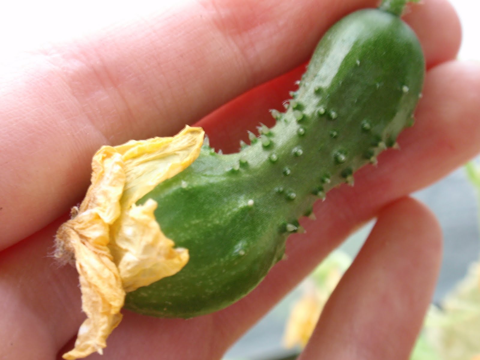 heather's vegetable garden A few new plants & a baby cucumber