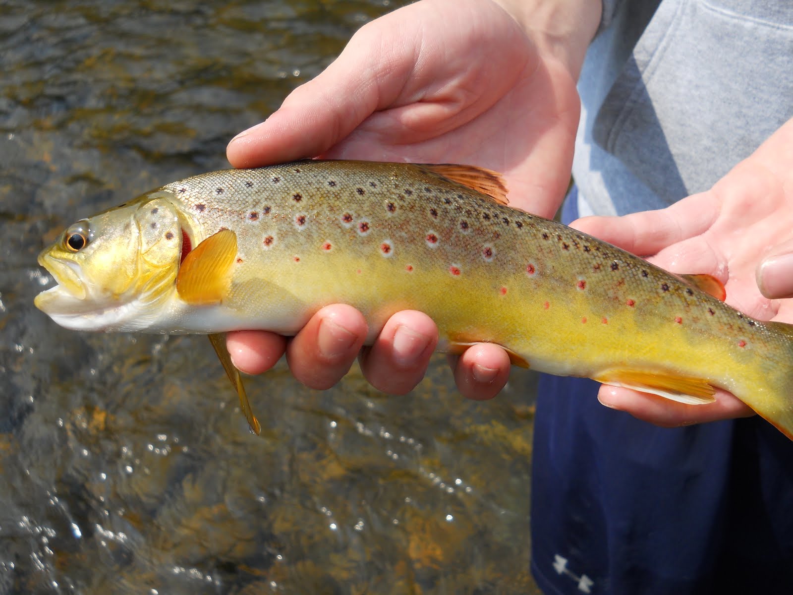 Brown Trout Fly Fishing Watauga River Dry and Dropper Fishing