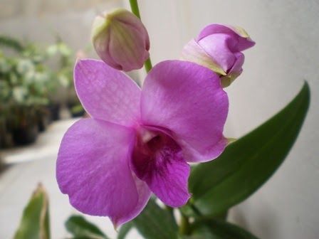 Denphal Lilas Claro - BW Orquídeas