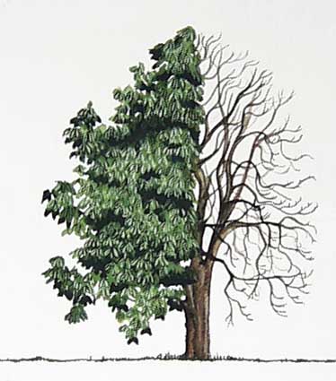 [Buckeye+tree.JPG]