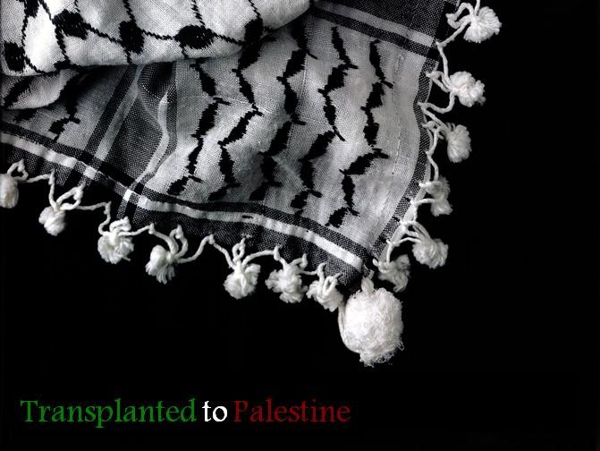 Transplanted to Palestine