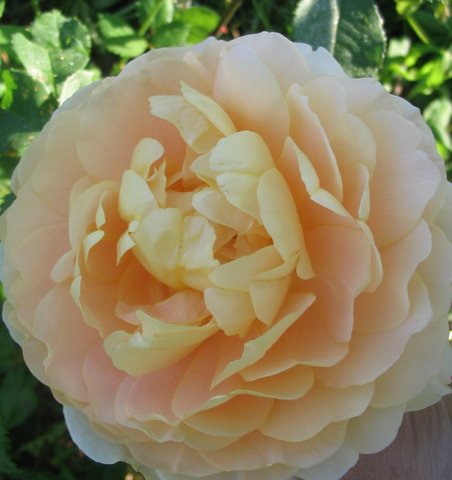 [IMG_2600-1-724247.jpg]