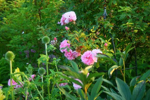 [IMG_8410-730732.JPG]