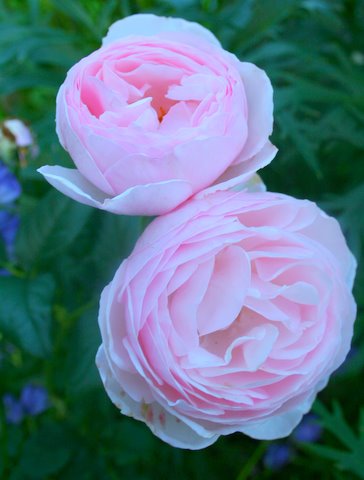 [IMG_8368-736928.JPG]