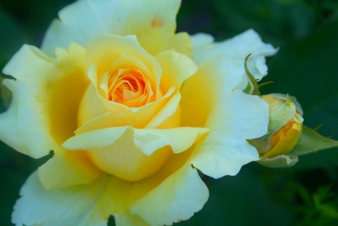 [IMG_8362-738052.JPG]