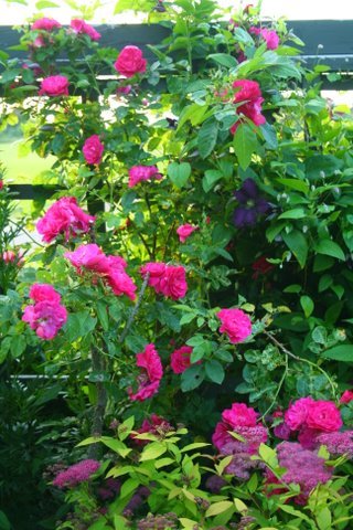 [IMG_6819-747247.jpg]