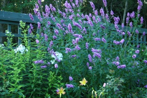 [IMG_5411-757567.JPG]