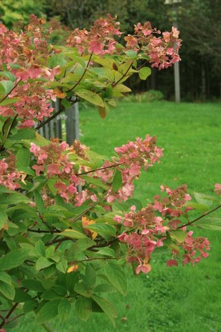 [IMG_9272-791390.JPG]