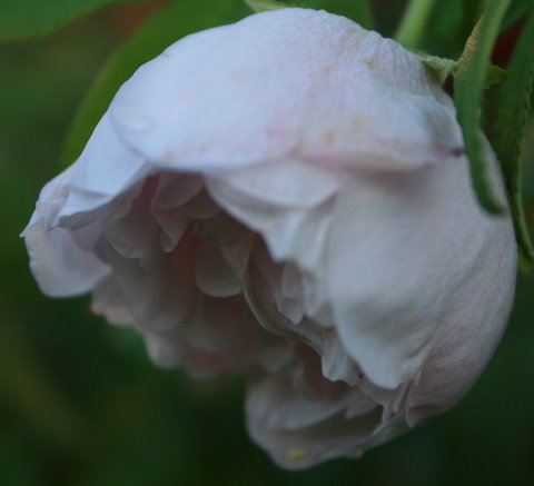 [IMG_8929_edited-799202.jpg]