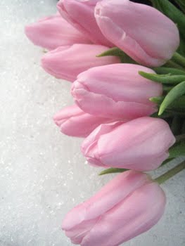 [Tulpenkorb_im+Schnee.JPG]