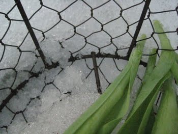 [Tulpenkorb_Boden.JPG]